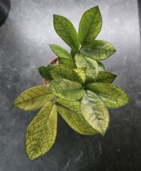Zamioculcas Chameleon
