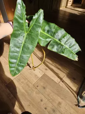 Philodendron Billietiae