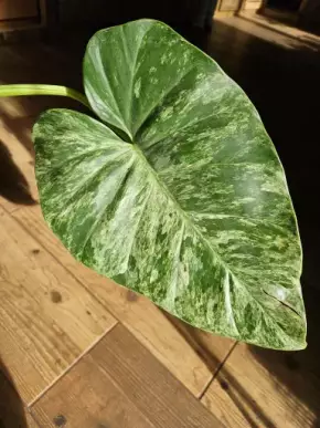 Philodendron GIGANTEUM VARIEGATA