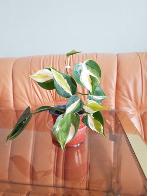 Philodendron Cream Splash