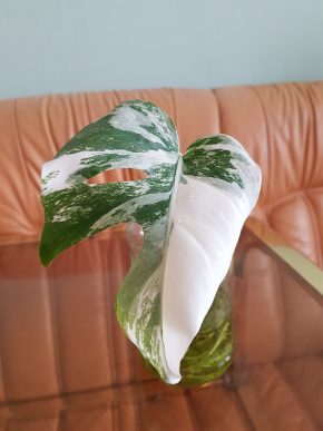 Monstera albo variegata - bohatě kořenící řízek již s aktivním růstovým bodem