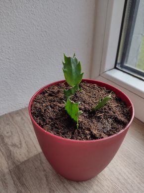 Schlumbergera truncata - Vánoční kaktus