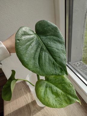 Monstera deliciosa