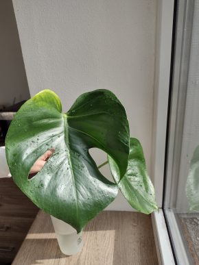 Monstera deliciosa