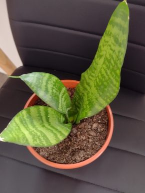 Sansevieria trifasciata