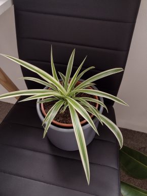 Chlorophytum commosum