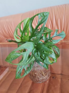 Monstera monkey mask - kořenící již s aktivním růstovým bodem