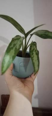 Aglaonema