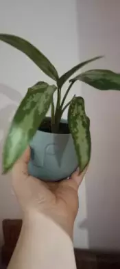 Aglaonema