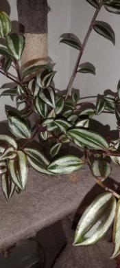 Voděnka Tradescantia