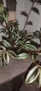 Voděnka Tradescantia
