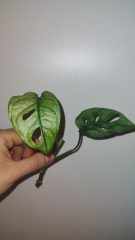 IMG_20250316_100100278.jpg