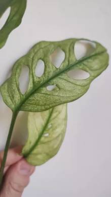 Monstera adansonii archipelago