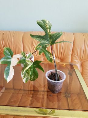 Philodendron Florida Beauty - zakořeněný řízek
