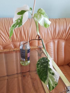 Monstera albo variegata - bohatě kořenící řízek již s aktivním růstovým bodem