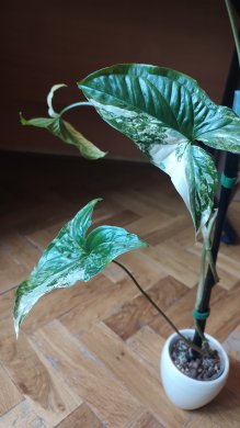 Syngonium Albo