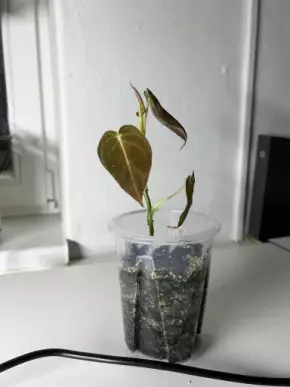 Philodendron melanochrysum 2
