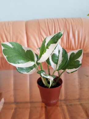 Epipremnum N'joy