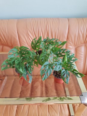 Monstera Adansonii Monkey Mask - 3 plně zakořeněné rostliny v květináči