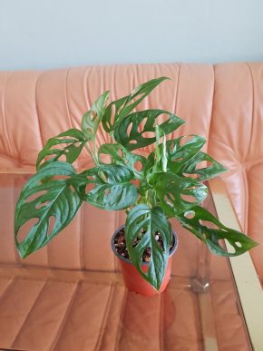 Monstera Adansonii Monkey Mask - 3 plně zakořeněné rostliny v květináči