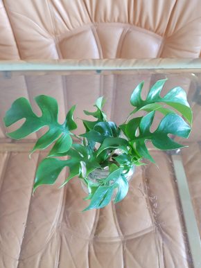 Rhaphidophora tetrasperma - Monstera minima - již krásně kořenící řízek