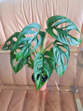 Monstera Adansonii Monkey Mask