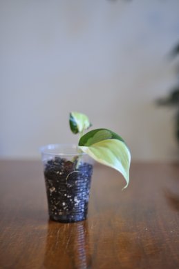 Philodendron hederaceum "cream splash"