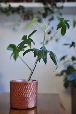 Philodendron "florida green"