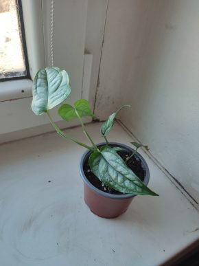 Monstera siltepecana #3