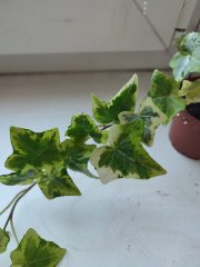 IMG_20250318_090044.jpg