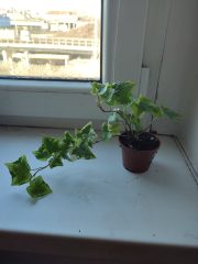 IMG_20250318_090041.jpg