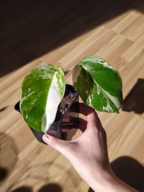 *VÝPRODEJ* Monstera Deliciosa Variegata