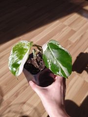 IMG_20250316_115801.jpg
