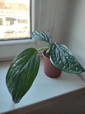 Monstera Karstenianum Peru / Epipremnum Marble planet #3