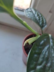 IMG_20250318_084042.jpg