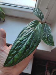 IMG_20250318_084039.jpg