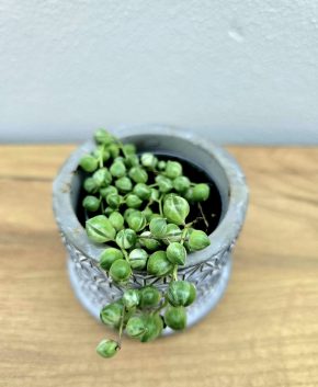 Senecio variegata
