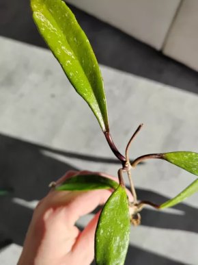 Hoya memoria gracilis