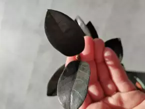 Zamiokulkas black raven - řízek