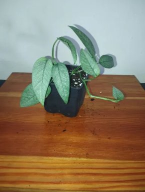 Epipremnum Cebu Blue
