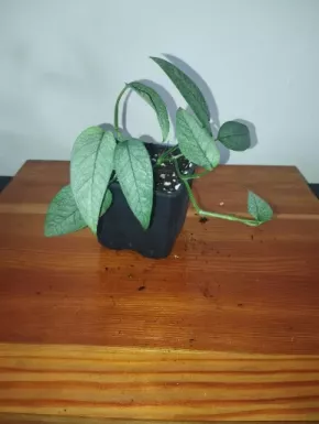 Epipremnum Cebu Blue
