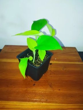 Epipremnum Neon
