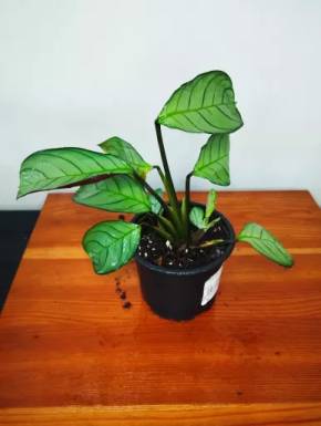 Ctenanthe