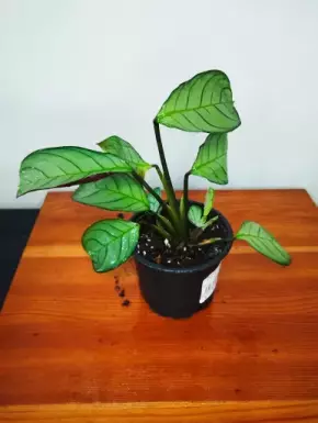 Ctenanthe