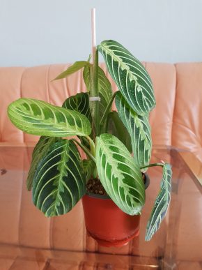 Marantha Lemon Lime