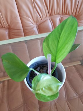 Epipremnum harlequin hybrid