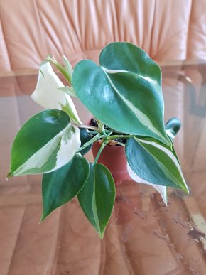 Philodendron Cream Splash - baby
