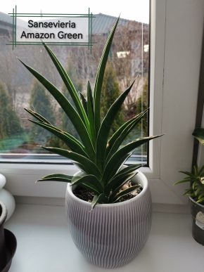 Sansevieria Amazon Green