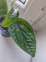 IMG_20250320_081939.jpg