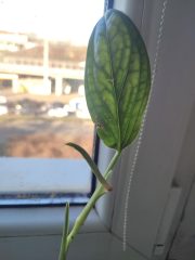 IMG_20250320_081937.jpg